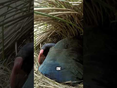 Takahe: the bird that came back from the dead #shorts #animals #animalkingdom #birds #takahe