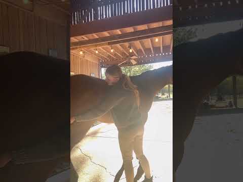 Roo is new to the life of #luxury, so we are slowly getting him used to the #massage gun! #horse