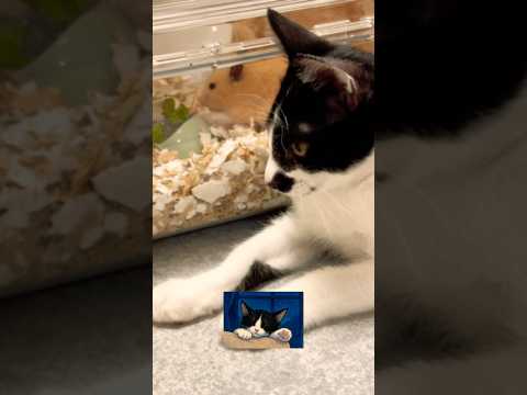 朝ごはん食べるか私も😊🐹🐹😺🍞#shots #hamster #モフ猫 #cat #好きな子猫 #ハムスター #子ネコ #cute #キンクマ #ロボロフスキー #ハチワレ 、
