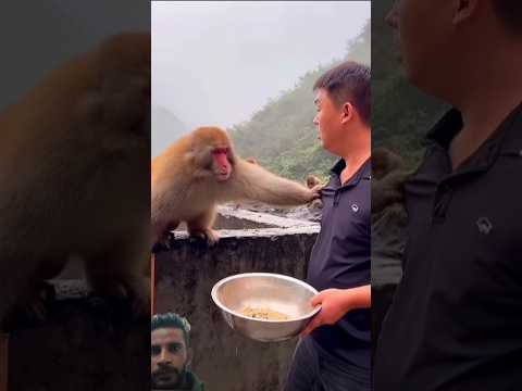 monkey 🐒 fight #monkey #animals #funny #trending #short