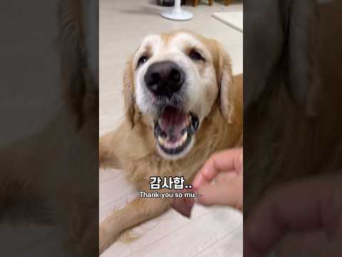 가족 먹여 살리는 대형견ㅋㅋ 한우 선물 받은 골든리트리버 럭키