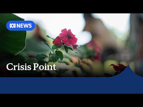 The struggles with mental health and suicide prevention in the NT | ABC NEWS