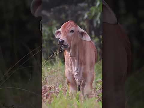 #music #amazing #cow #babytoons #viral #animals #foryou #funnycartoon #cartoon