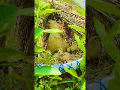 teetar family 🥰#viral #foryou