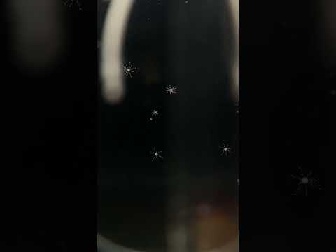 猫の動画サムネイル - ハイクラゲ属の仲間 #shorts #jellyfish