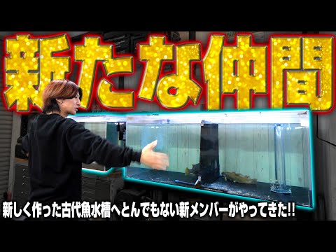 【完全新企画】新古代魚水槽にとんでもない仲間を買ってしまいました