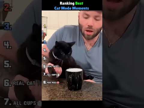 TOP 8 MOMENTOS DE ''MODO GATO'' (Parodia En Español) Rankings EN ESPAÑOL #shorts #humor