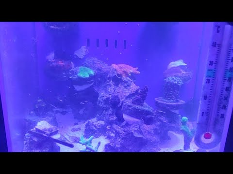 HCBCHEMISTRY QUICK LIVE TO SHARE MY THOUGHTS ON MY QUICK LIVE ON KY FISH TANK