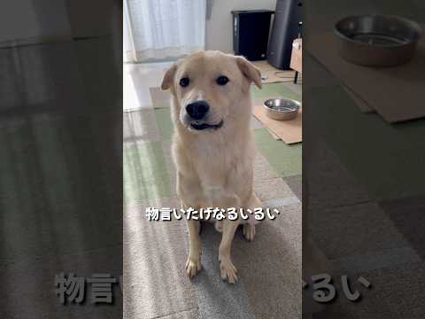 甘えん坊の犬が2頭いるとこうなる#shorts