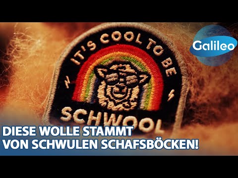 Mit Bill Kaulitz als Schafs-Pate: Diese Wolle stammt von schwulen Schafsböcken!