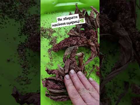 Як зібрати насіння амаранту #shortvideo #амарант #кропивницький