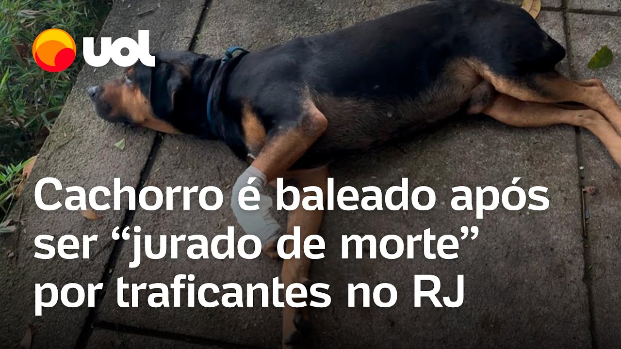 Cachorro é baleado após ser ‘jurado de morte’ por traficantes no Rio; animal irá para adoção