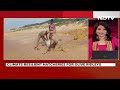 Olive Ridley Turtles Start Laying Eggs, Hatcheries Set Up In 8 Tamil Nadu Districts  - 00:41 min - News - Video
