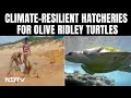 Olive Ridley Turtles Start Laying Eggs, Hatcheries Set Up In 8 Tamil Nadu Districts