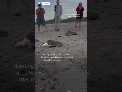Rehabilitated sea turtles return to the wild