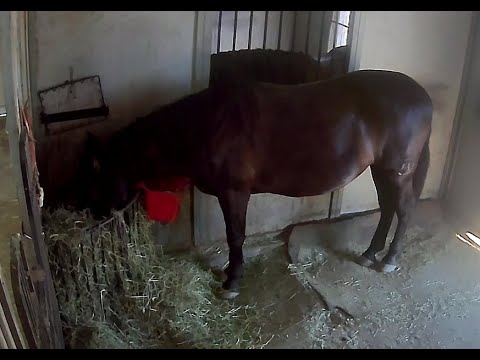 Falcao Farm Equestrian LIVE Barn cam
