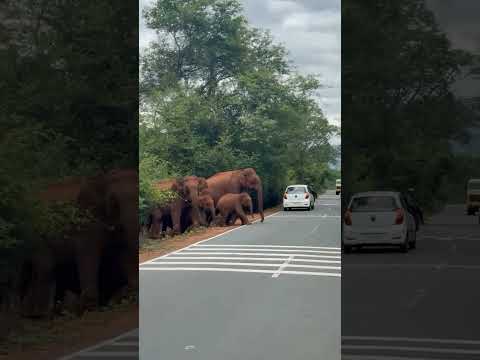 #nature #wildlife #travel #beauty #youtubeshorts