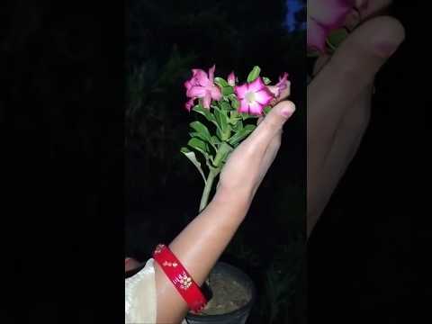 जब से अपने काम से ..#flowers #houseplants #gardenplants #ytshorts #motivation