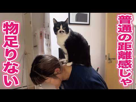 ただの甘えん坊猫だったのに気づけば距離感バグり系猫になってた