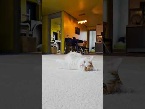 보고있어도 보고싶냥 ^^ #먼치킨 #브리티시숏헤어 #고양이 #cat