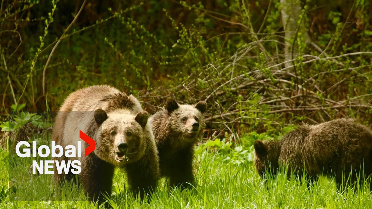Animal Justice files complaint over killing of BC grizzly bear