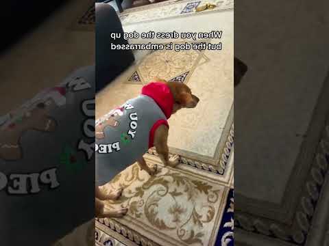 Funny and cute dogs  #dog #funny #pets #puppy #dogs #puppies #dogshorts #cutedog