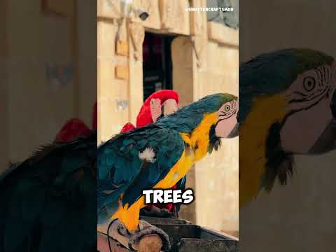 Why are parrots so important? #shorts #animals #animalkingdom #birds #parrots