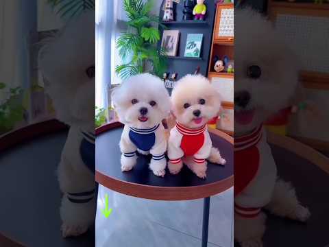 Cute dog. #shortsshorts #viralshort #viralvideo #funydog1010 #poodle #cutepuppy #usadogs #funny #dog