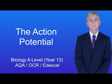 A Level Biology Revision (Year 13) “The Action Potential and the All-or-Nothing Principle”