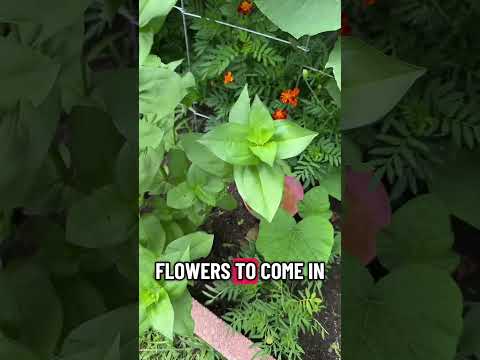 first bloooms of zinnias