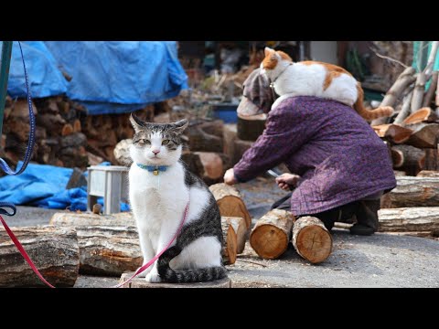 猫の動画サムネイル - ちろぽんさばじろうとしいたけ植菌　2025　250430