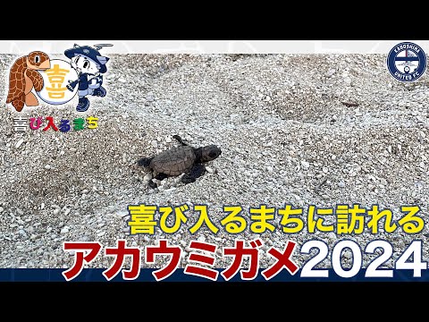 喜びはいるまちに訪れるアカウミガメの記録2024🐢【鹿児島ユナイテッドFC】