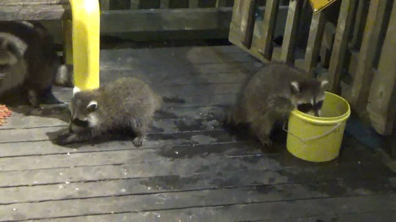 Baby Raccoons Love Cheerios