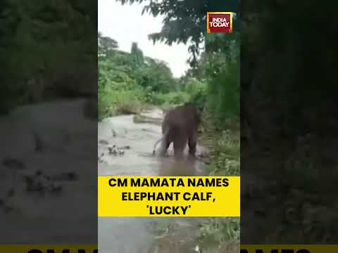 CM Mamata Names Elephant Calf, 'Lucky' | India Today