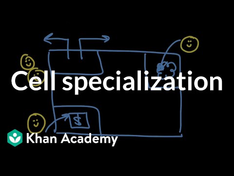 Cell specialization | Genes, cells, and organisms | High school biology | Khan Academy