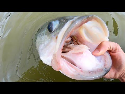 GIGANTIC BASS in a CITY POND!!!
