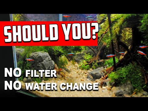 Why No Filter, No Water Change Aquariums Are NOT For Everyone