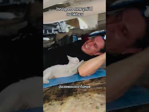 เมื่อแมวอยากนอนในขณะทำงาน #สัตว์โลกน่ารัก