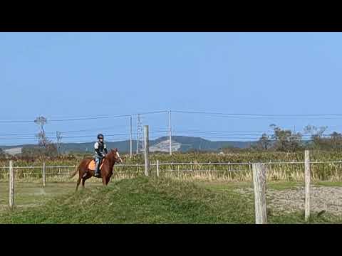 売約済*3才牝プロプス オークション会場の横のばん馬の馬場で走りました 前進気勢の良い馬です