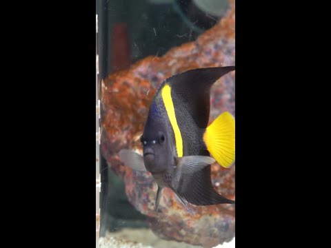 Coming this Monday to Diver's Den at 5pm CST! Coming this Monday to Diver's Den at 5pm CST!
#liveaquaria #diversden #wysiwyg #fishkeepers #fishtok