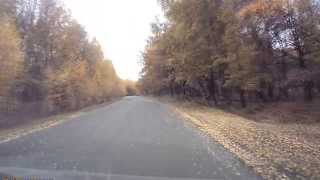 Кенгуру в саратовских лесах