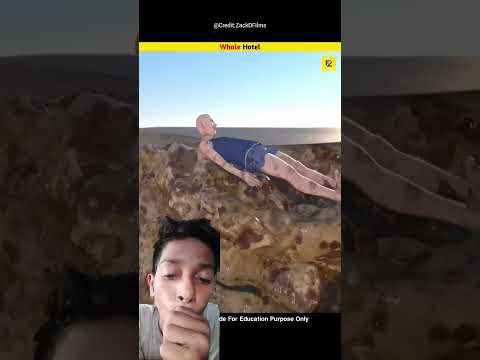 The Whale Hotel (EXPLAIN IT 3D ANIMATION) #3danimation #facts #funny #animation #animals #fish #like