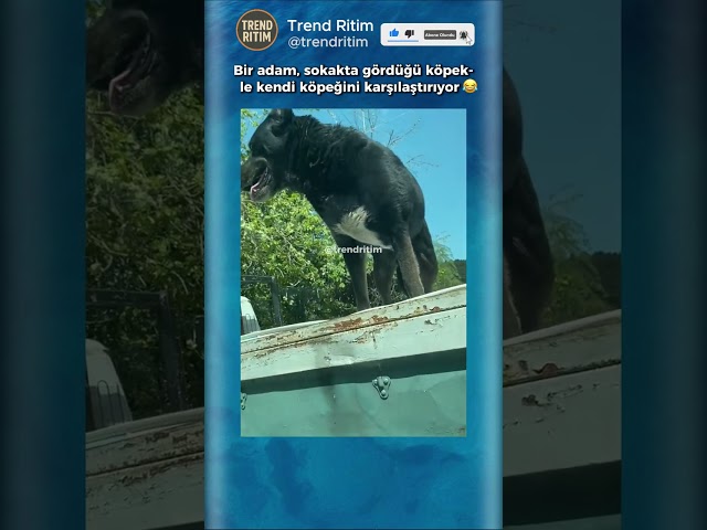 Bir Adam Sokakta Gördüğü Köpeğe İmreniyor 😂😅