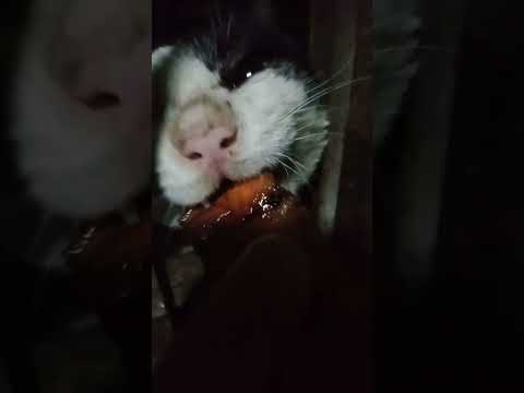 แมวชอบ Cat เปลี่ยนบ้าง อาหารกระป๋องหมด