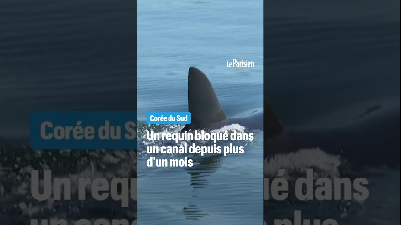 Un requin égaré passionne la Corée