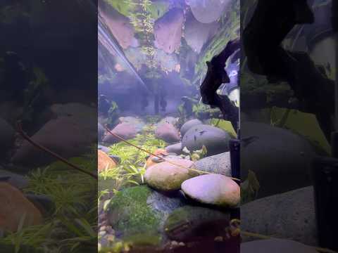 The river clean up! full build in channel. #shrimp 
