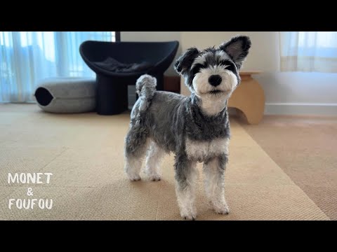 ママに伝えたら解決してくれるんだ！犬がまさかの言葉を…