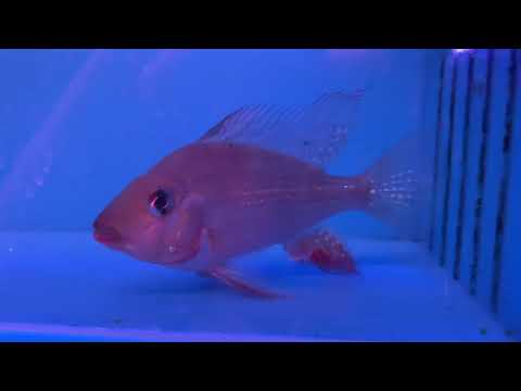 NEW Fish!! Unboxing hundreds of new fish! Sorry for being missing so long! I’m back and new videos are coming soon! Also there’s a Tazawa 