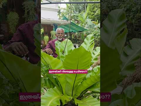 കള്ളന്മാരെ പേടിക്കേണ്ടി വരുമോ?? #shortsfeed #shortvideo #shorts #ornamentalplants