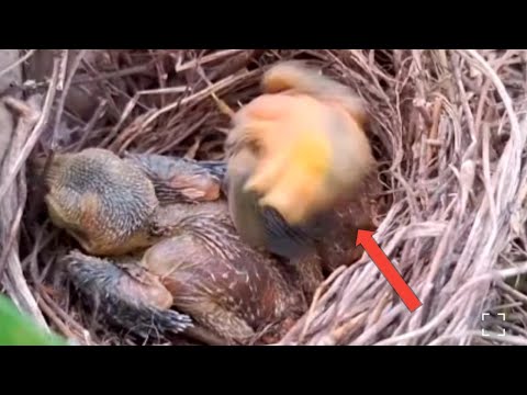 baby bird disturbed by brutal ants